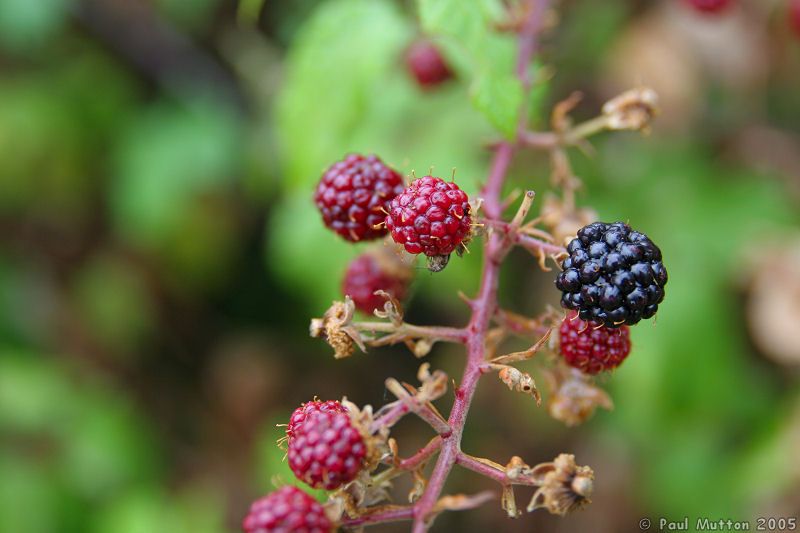 Photo Wild Blackberries IMG 7292